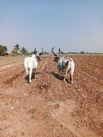 3 દર ના બરધ