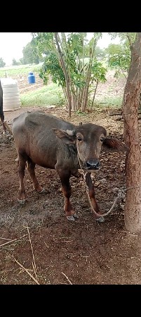 9723197610. ફોન કરો