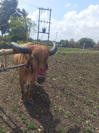 બળદ વેચવાનો છે