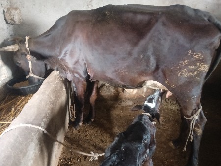 ગાયવેસવાનીછે