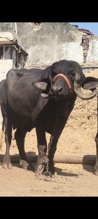 ભેશવેશવાનીશે