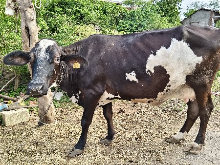 જરશી ગાય 🐮
