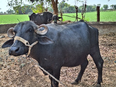 ભેંસ