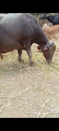 ભુરીકુઢી જાફરાબાદી હેવી ભેસ છે