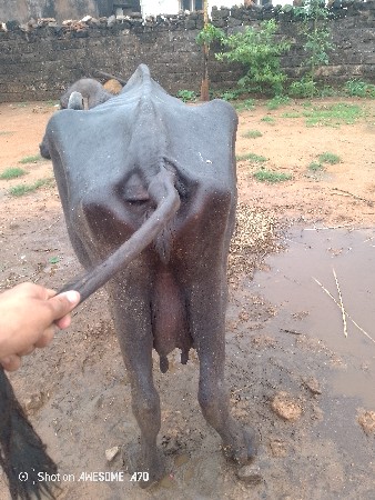ભેંસ વેચવાની છે