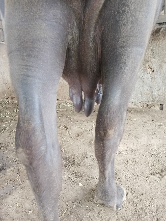 ભેસ વેસવાનીછે