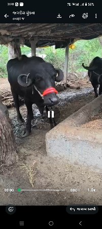 ખળેલી વેચવાની છે