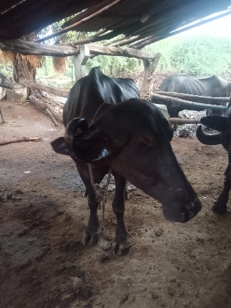 વેચવાની સે ખડાય