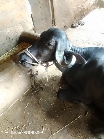 ભેંસ વેચવાની છે