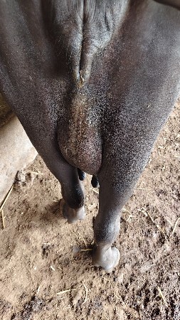 ભેંસ વેચવાની છે