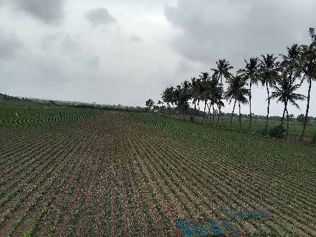 G 45 માંડવી નું બીયારણ વેચવાનું
