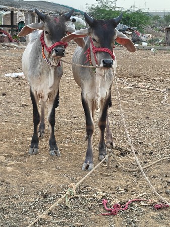 વાછડા