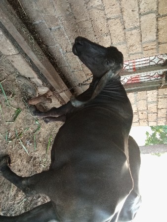 bhesh vevani se