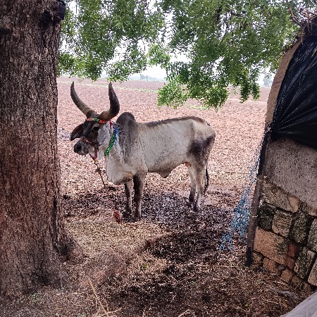 સોજી પ્યોર કાકરેજ