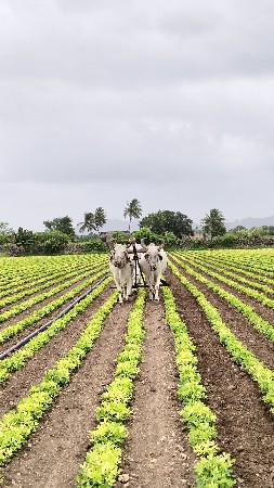 બળદ વેચવાના છે
