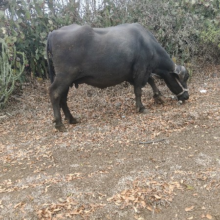 ભેંસ