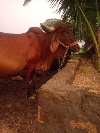 ગાય વેચવાની છે.