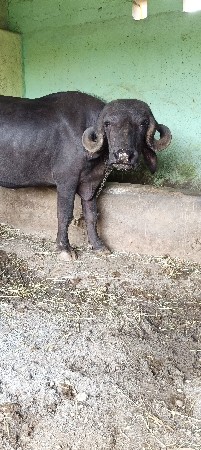 પેલું વેતર વિસ દિવસ ની કાચી