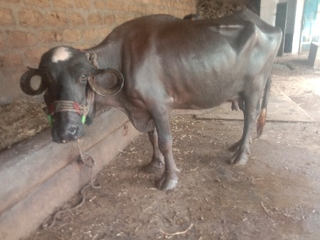 ભેસ