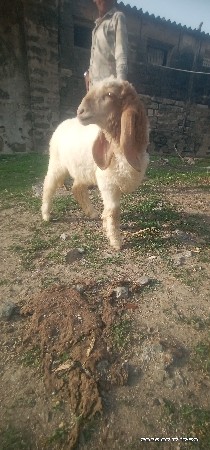 વેચવાનોછે
