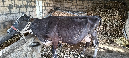 ગાય
