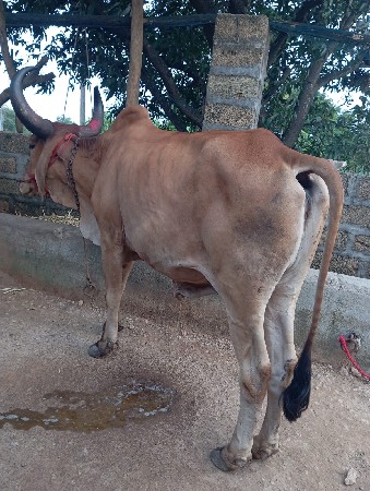 બળદ વેચવાનો છે