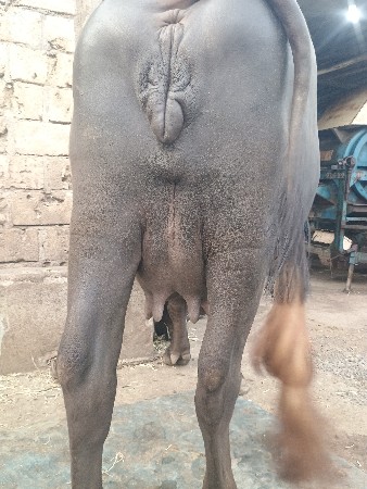 ભેંસ વેચવાની છે