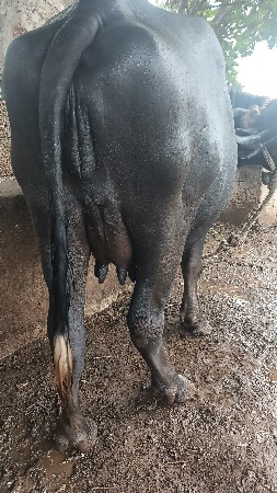 pelu vetar