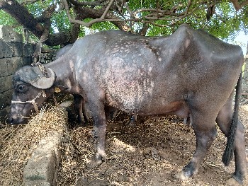 ભેંસ  આપવાની છે .