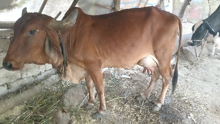 આ ગાય વેચવાની છે