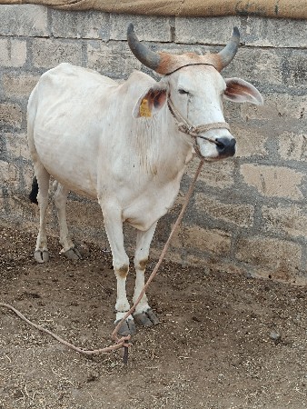 ગોઢલા વેચવાના છે