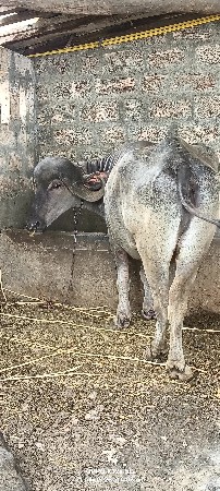 ખડેલી વેચવાની છે