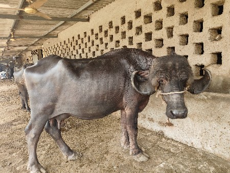 જાફરાબાદિભેશદેવાનિછે