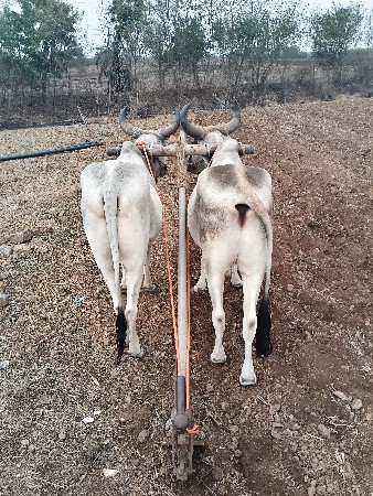 પેલીધર બધે ચાલુ