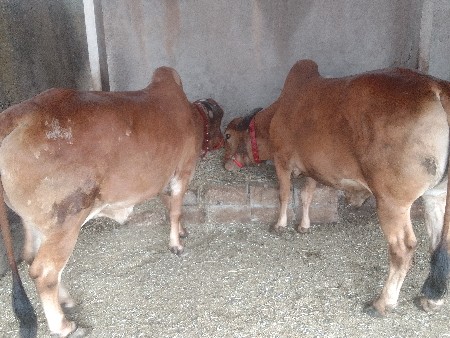 બળદ વેચવાના છે સાવ સોજા છે સાટા