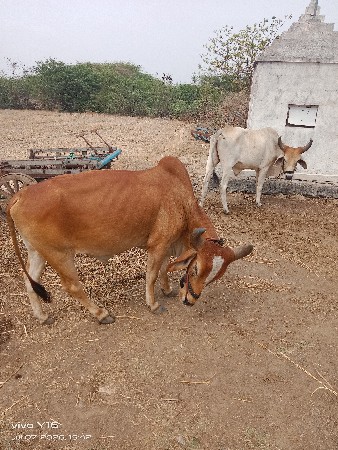 ગોઢલા વેશવાનાસે