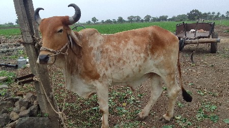 બળદ વેચવાના છે
