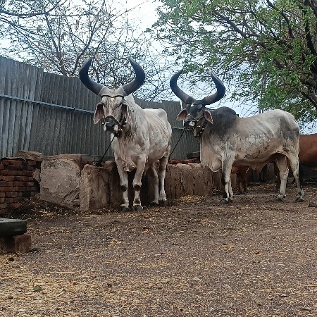 બળદ વેશવા ના સે