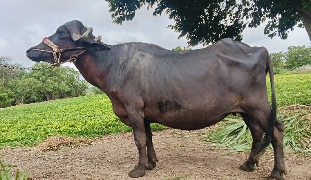 ખડેલી વેચાવ છે