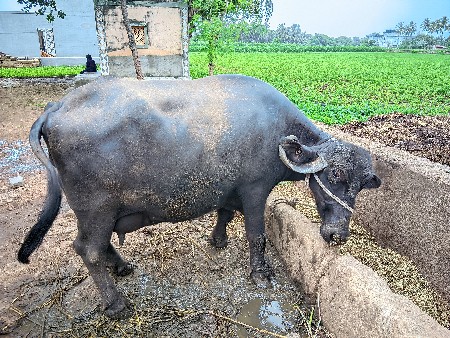 ભેસ