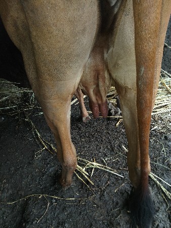 ગાય વેચવાની છે