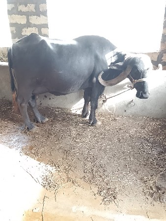 જગદિશ વાળા