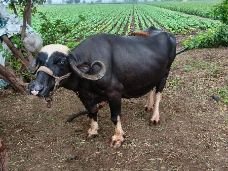 ભેષ 3 વેતર