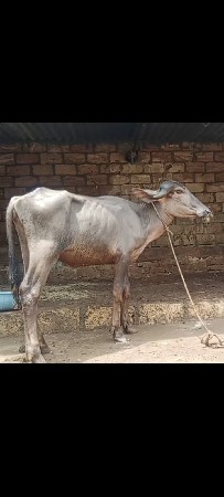 આ પાડી વેચવાની છે