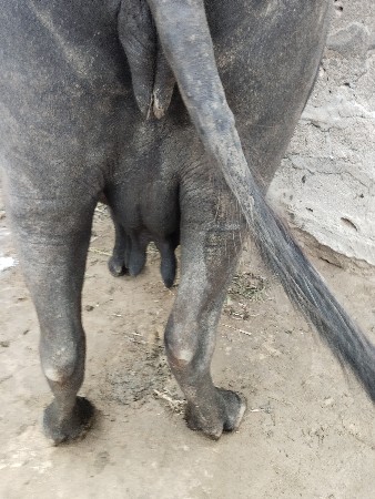 બીજાં વેતર ની ખળેલી વેચવાની છે