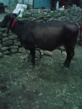 કોસ ગાય વેચવાની