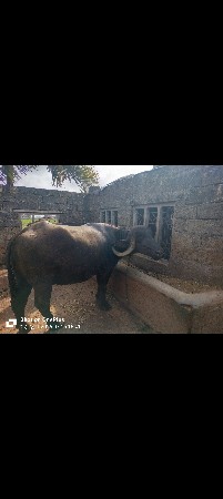 ભેંસ વેચવાની છે