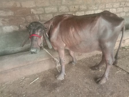 ભેસ.