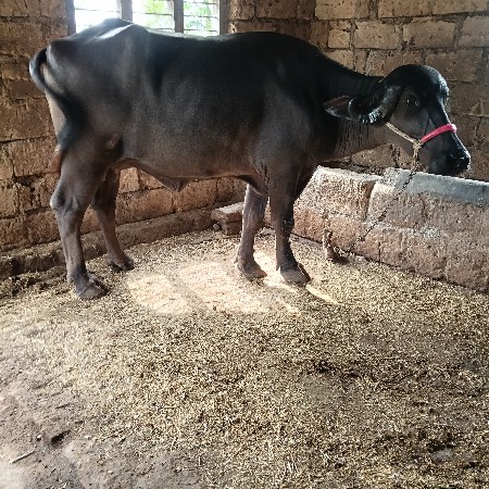 ભેંસ વેચવાની છે