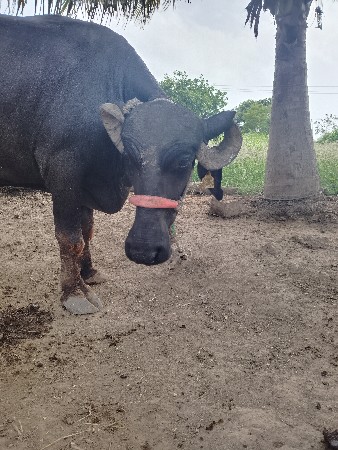 વેચવાની સે